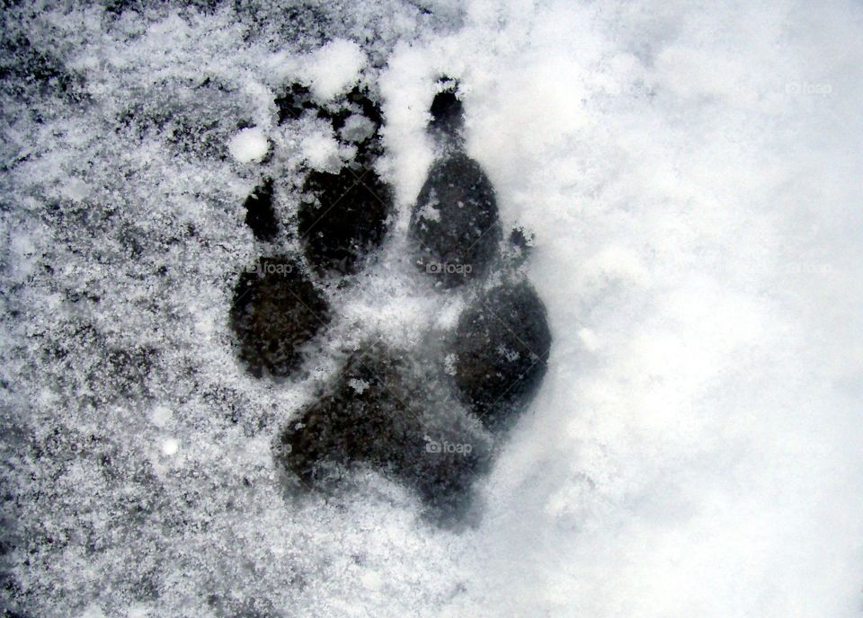 Dog muddy paw print. Paw print in mud