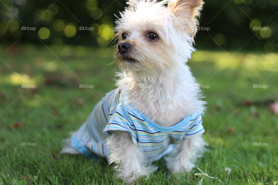 My dog in the grass!