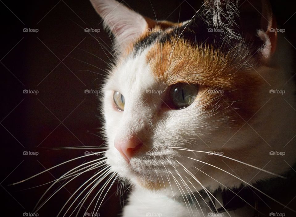 Sweet Bubble always the photogenic little girl! I always love bringing my camera out to document my gorgeous Calico cat. 