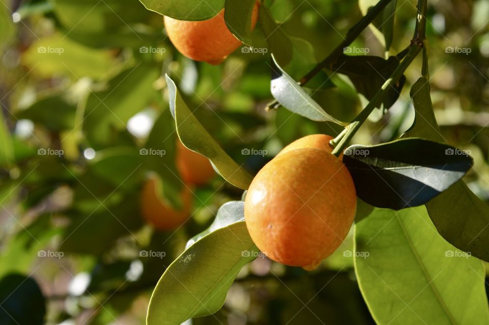 Orange kumquat citrus tree 