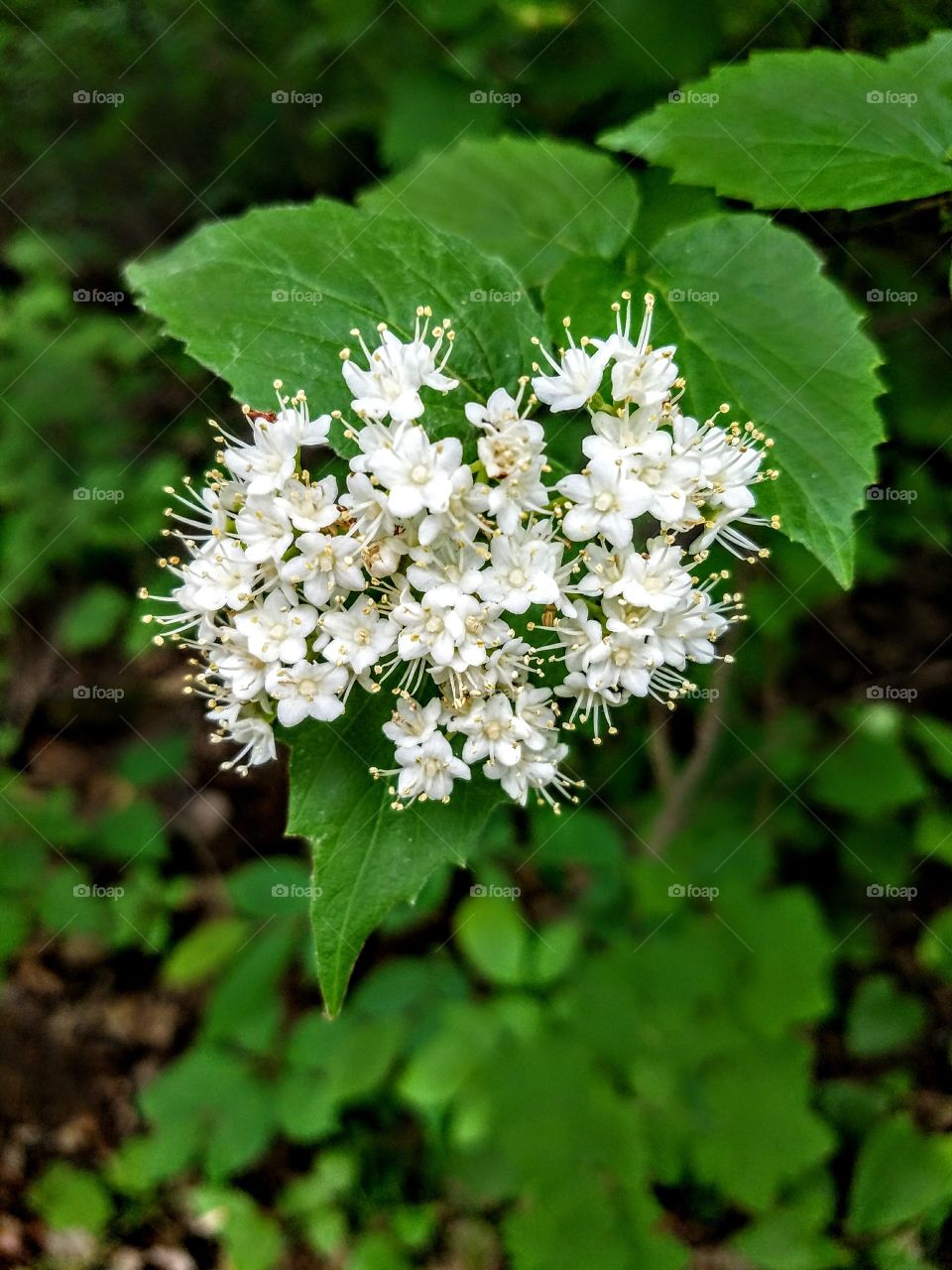 White flowers against spring green