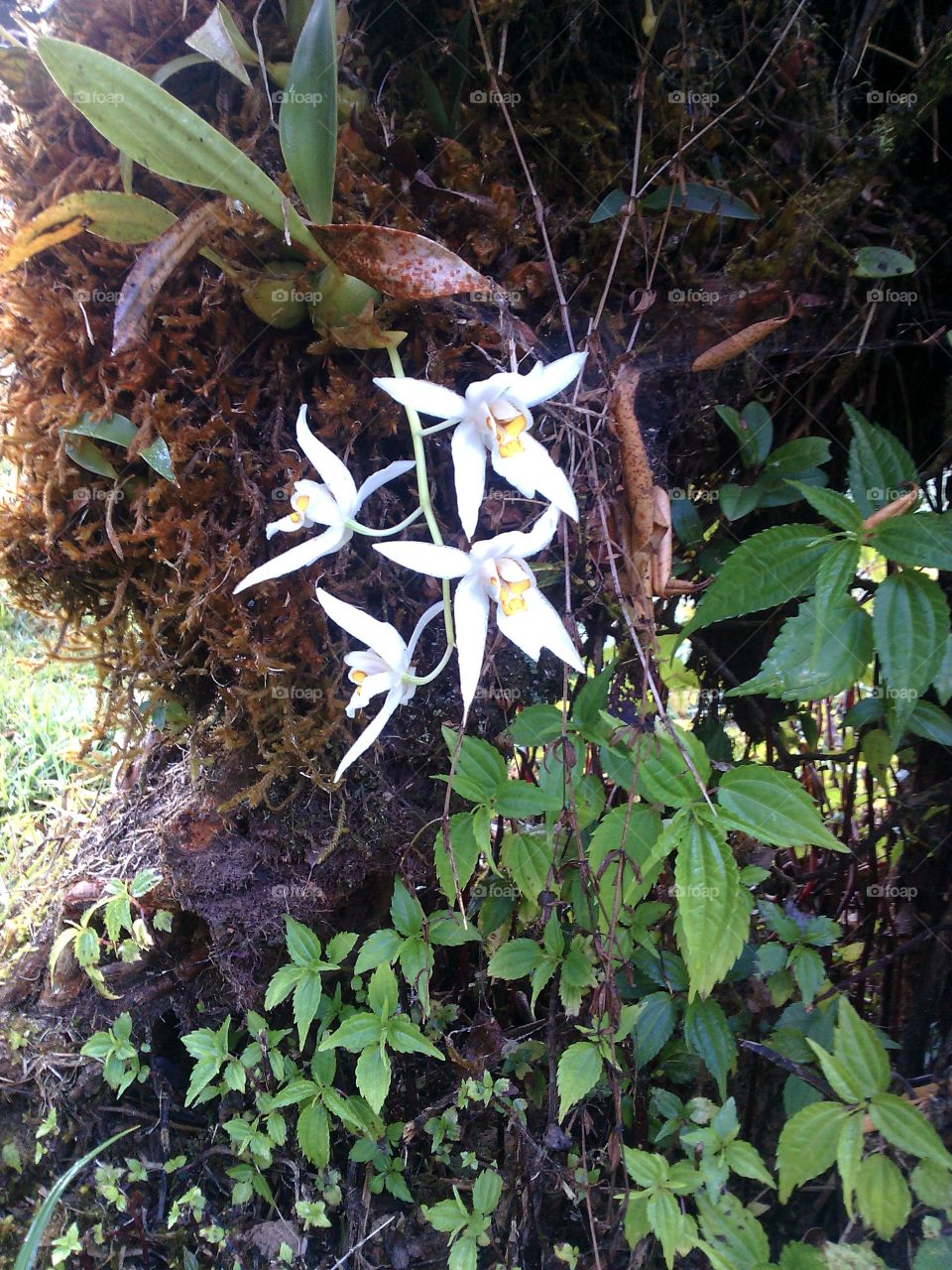 Orchid flowers on tree