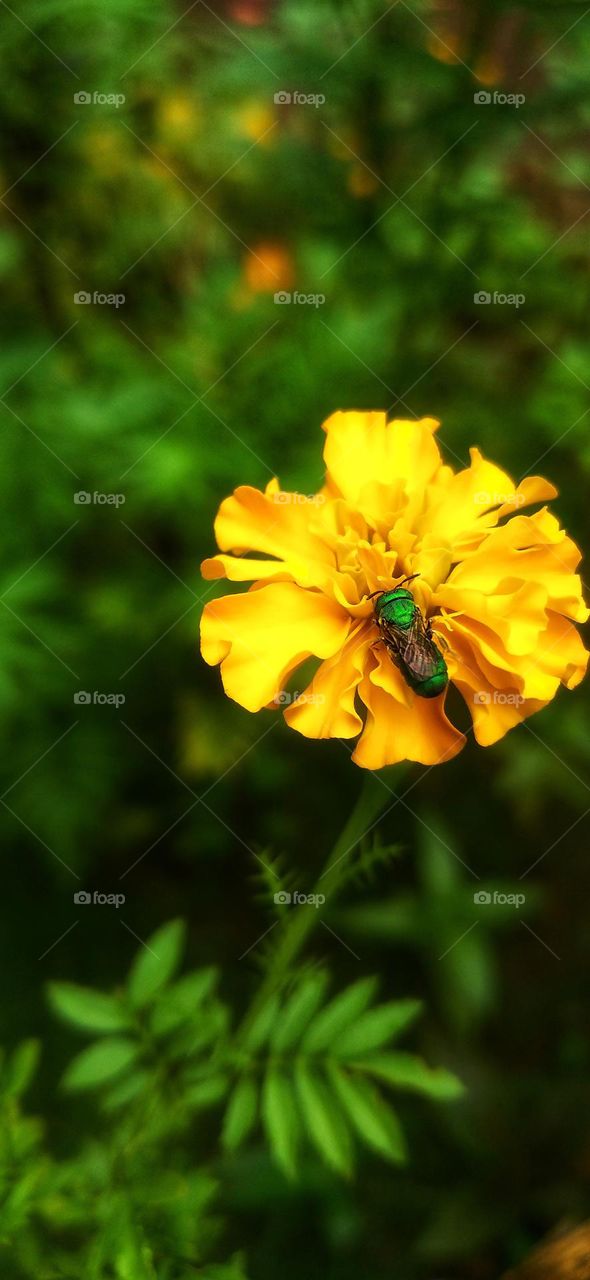 A green bee perches on a flower with a yellow color