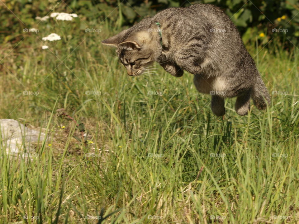 Cat jumping target