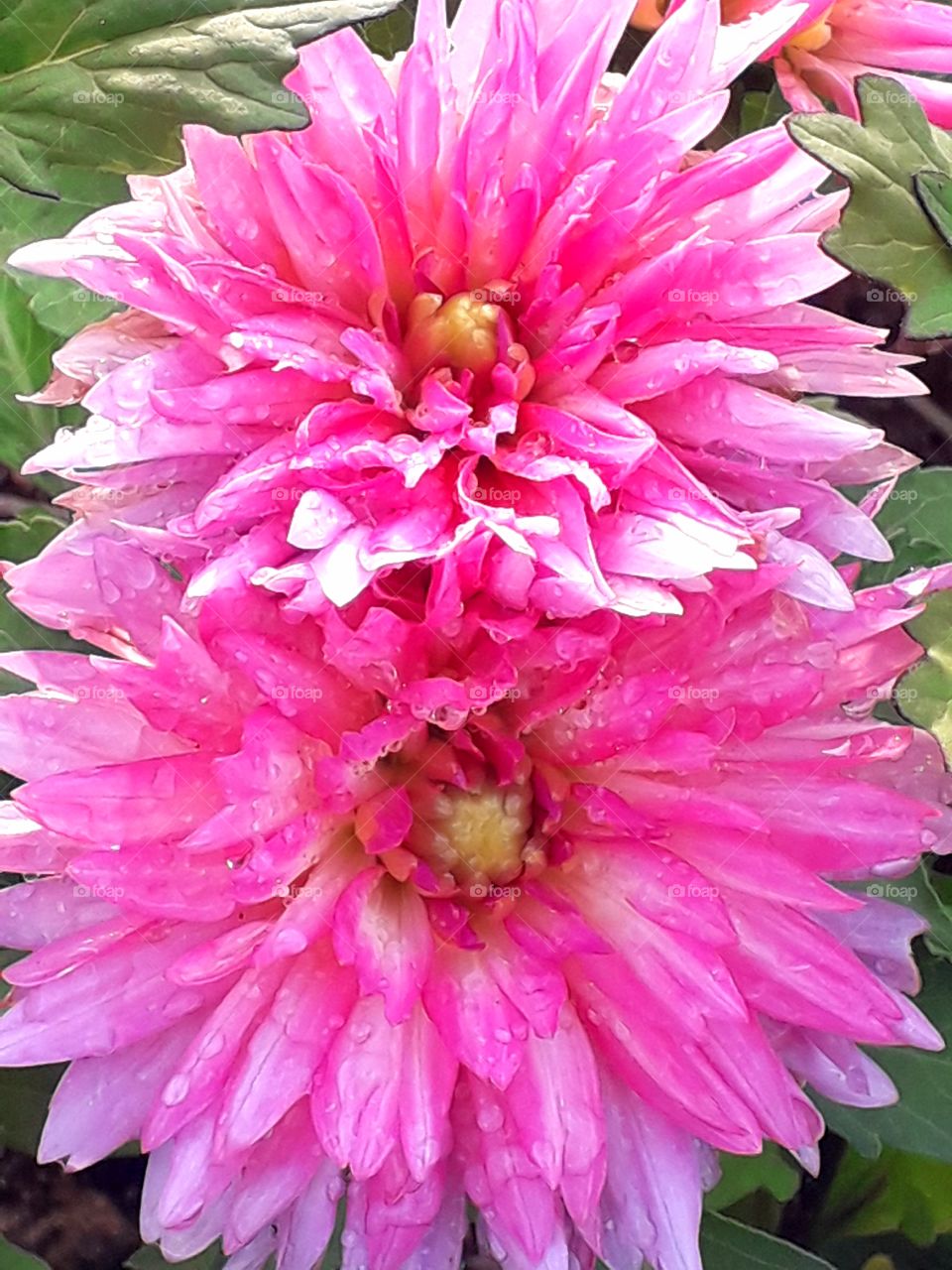 Twinned pink flowers