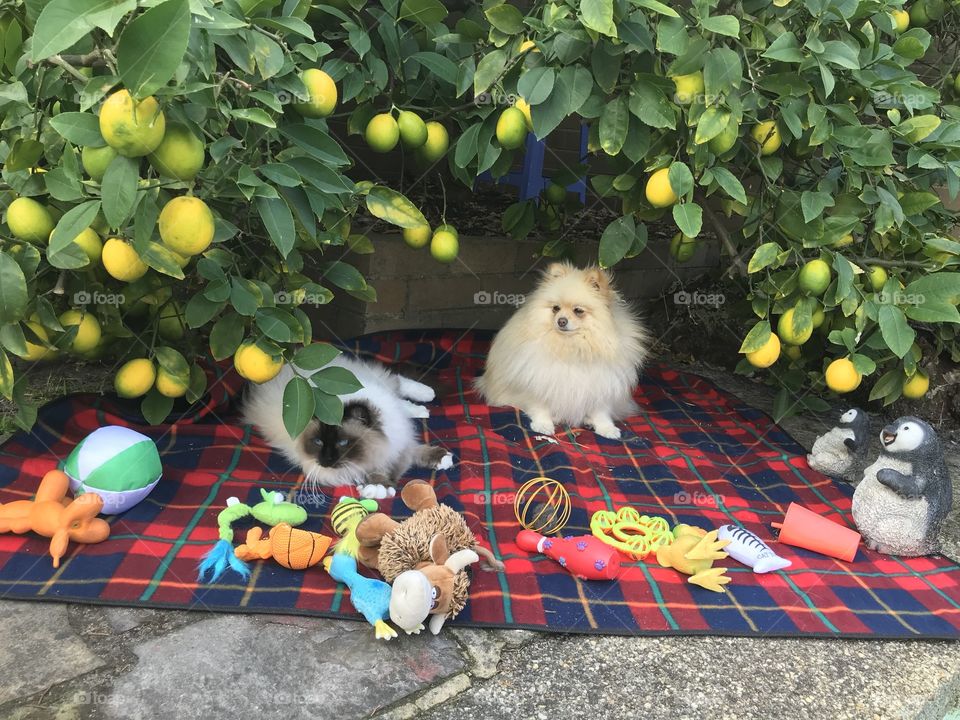 View of the cute Pet dog and cat with the lemons tree in Cheltenham Melbourne 