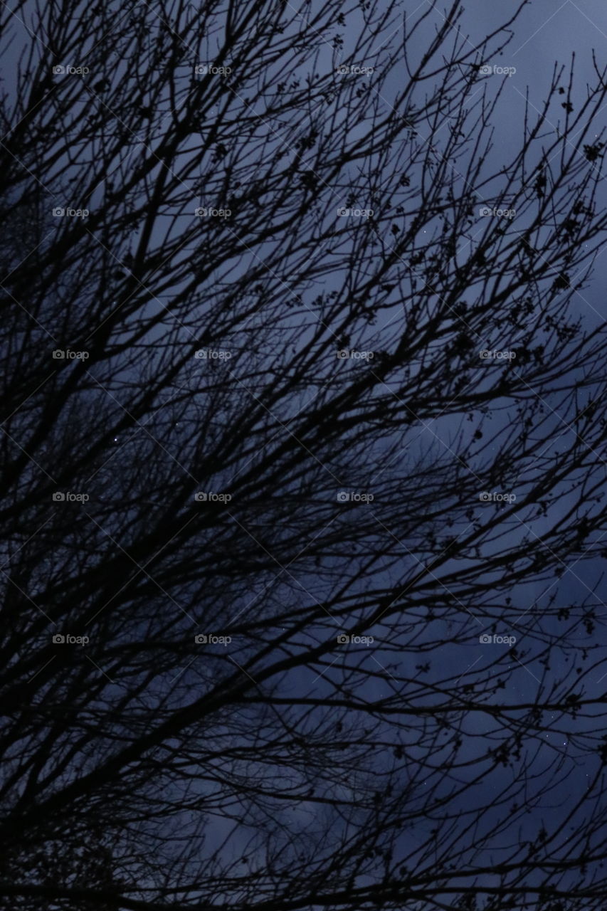 Dark tree branches in the forest.