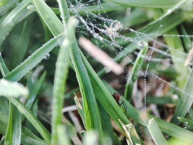 Spider, spiderweb an dew