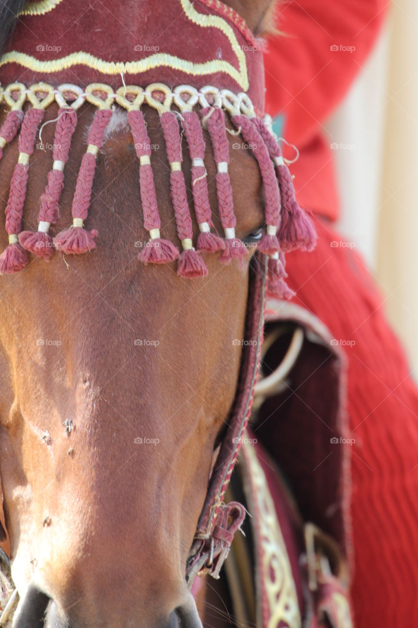 Guard horse in Morocco 