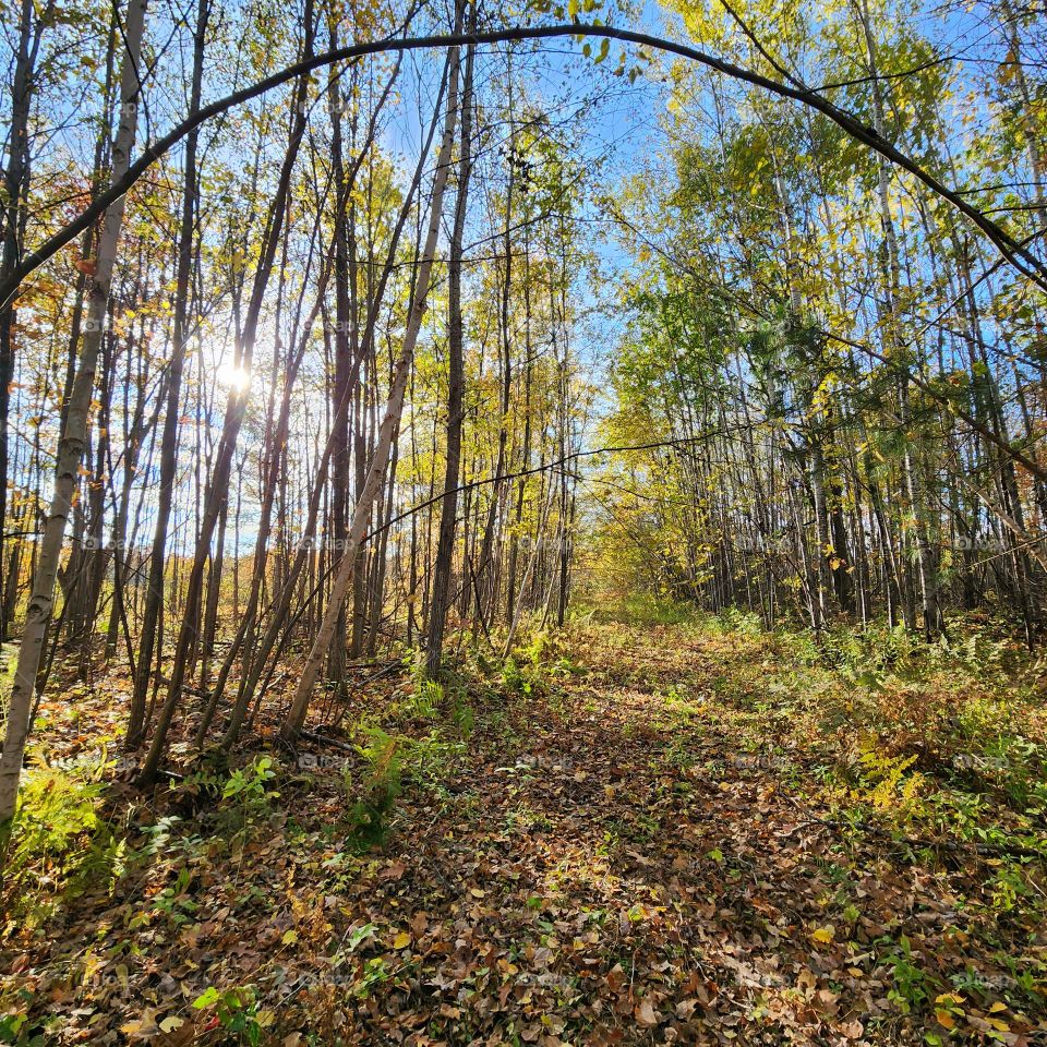 Woodland path