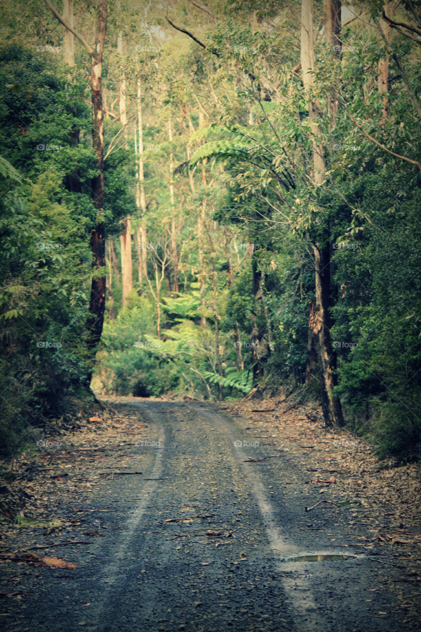 Forrest Track