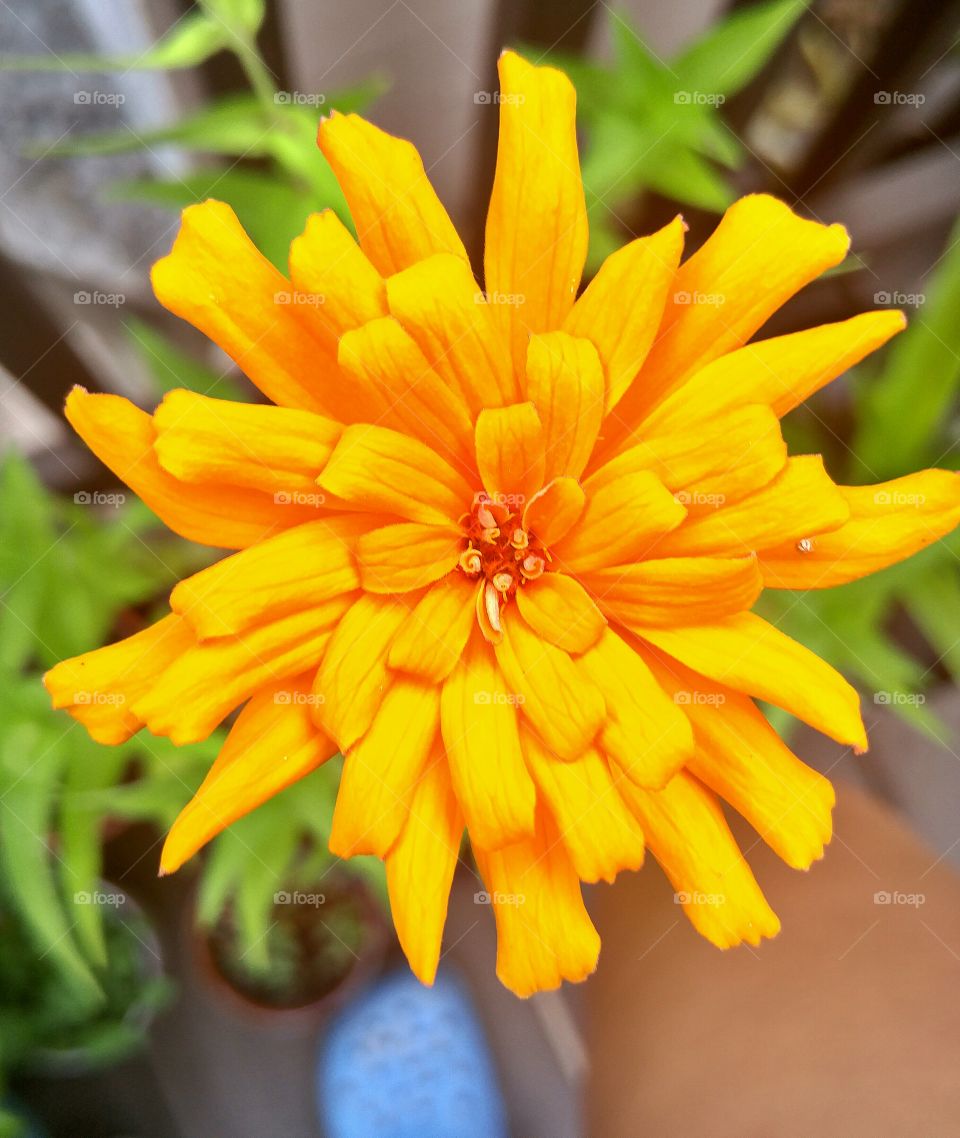 yellow zinnia