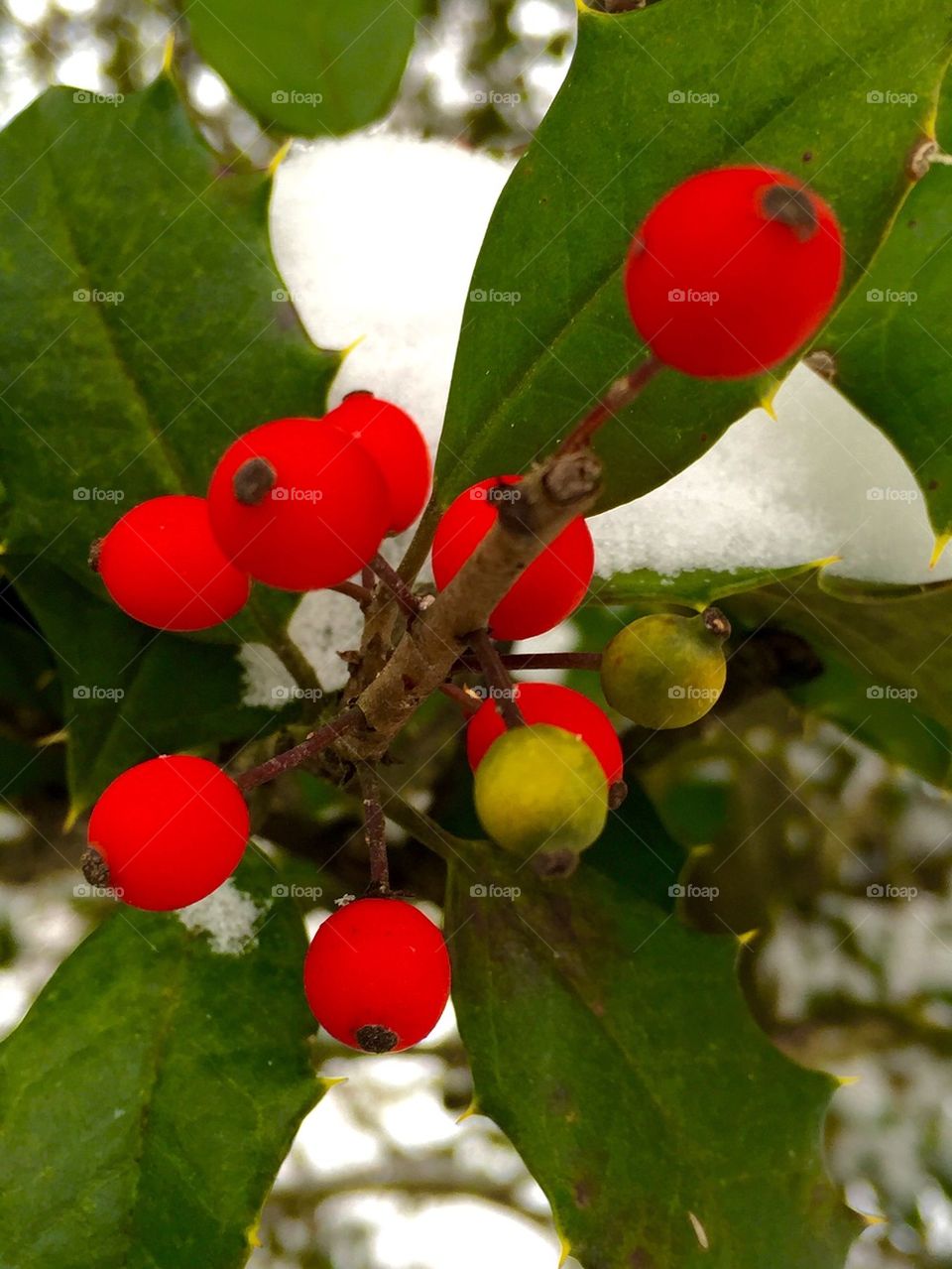 Holly Berries 