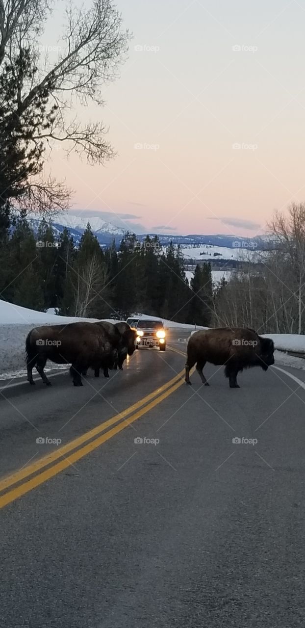 Bison Crossing