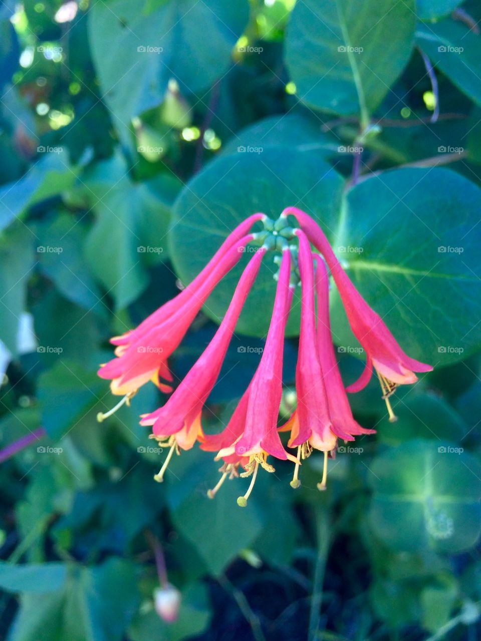 Coral honeysuckle. Unusual flower 