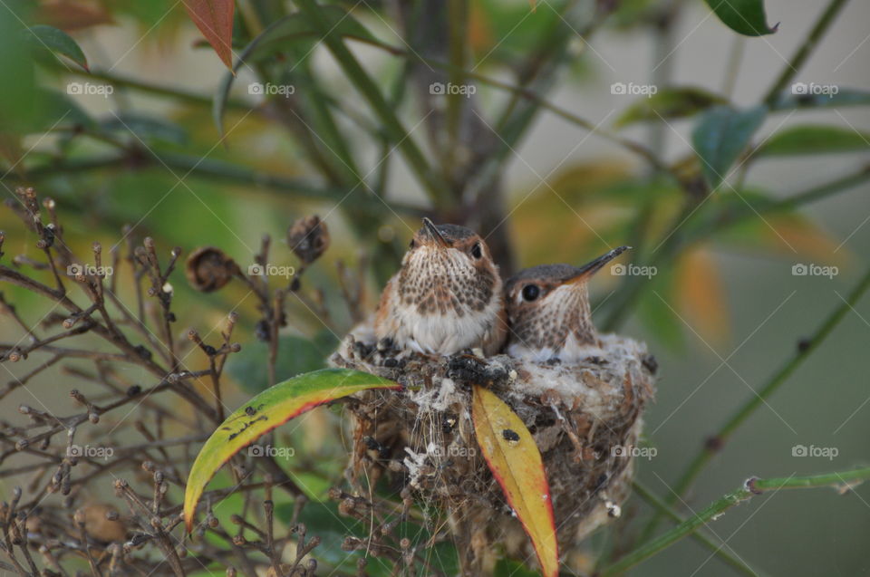 Hummingbird chicks