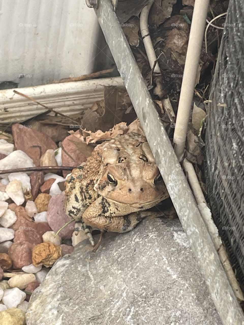 Toad hiding in the garden near air conditioning unit 