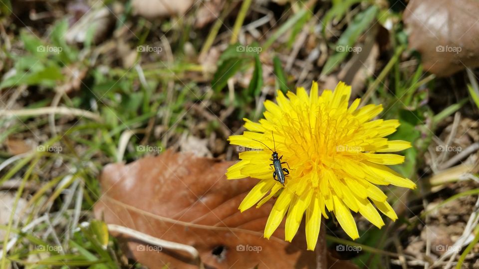 flower and bug
