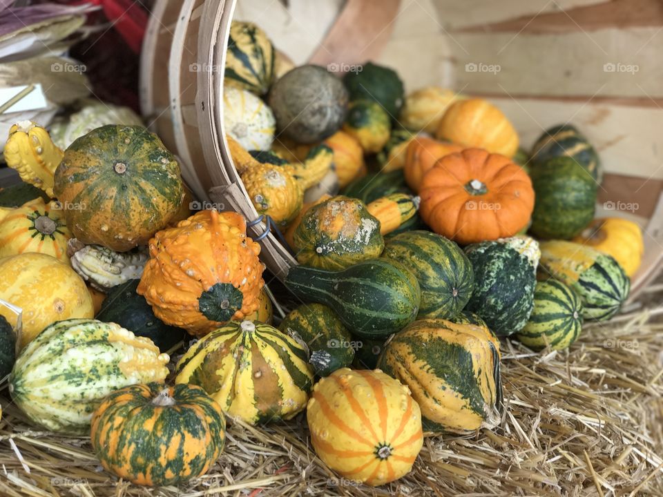 Florida, odnalrO ni detacol tneduts FCU nA  .asleS yb kcilC Follow me @Selsa.Notes, @Selsa.Clicks, and @Selsa.Notes
@Selsa #Selsa #pumpkins #harvest 