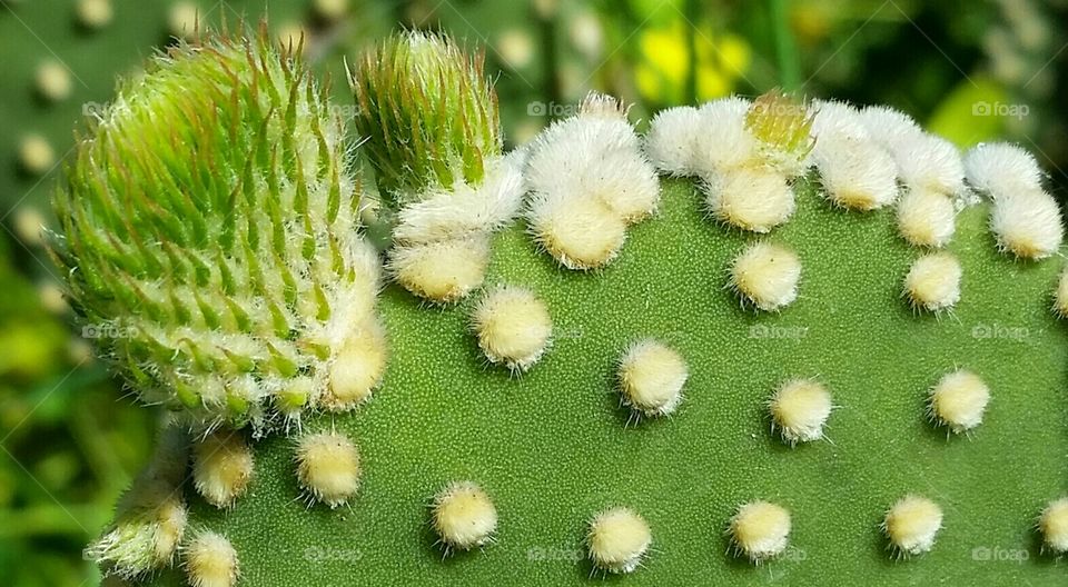 Cactus closeup . Cactus closeup looks like alien landscape