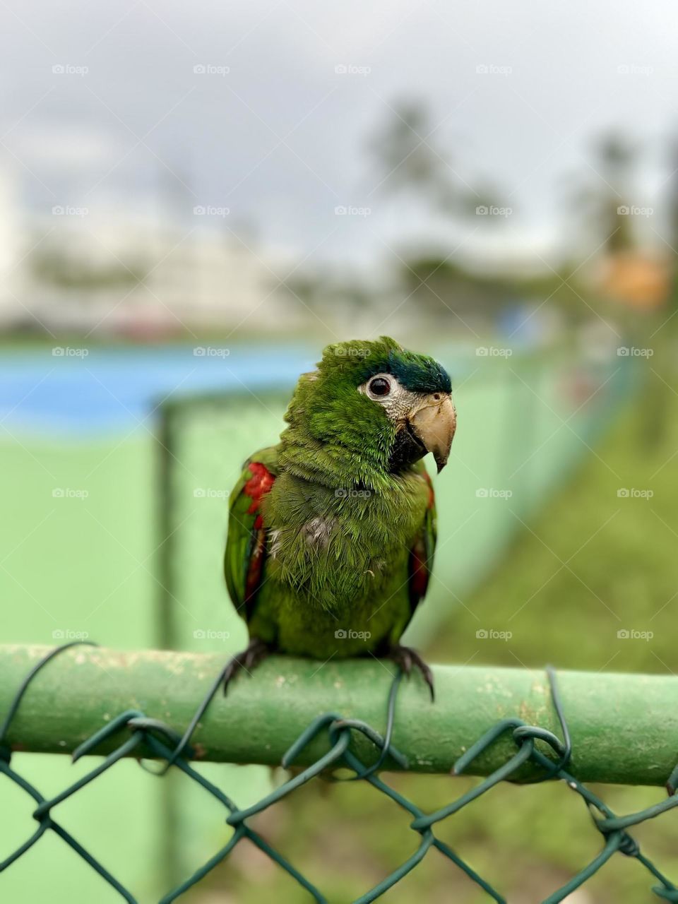 Baby parrot seen up close