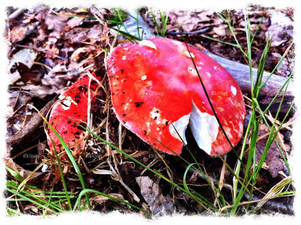 Red russula mushroom in forest.