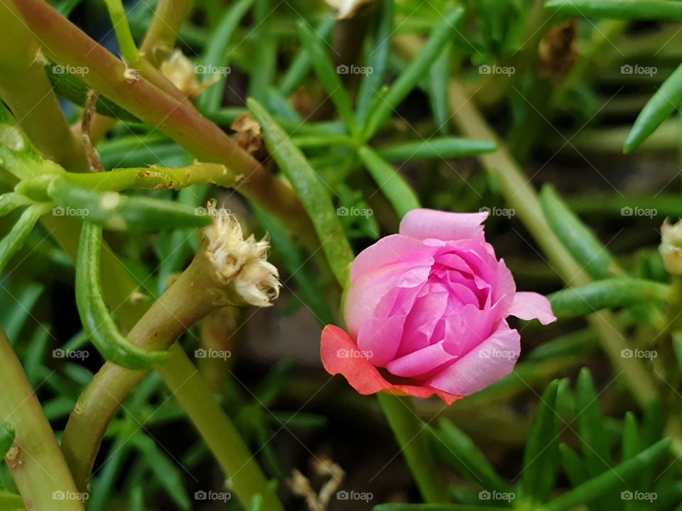 my beautiful Portulaca grandiflora