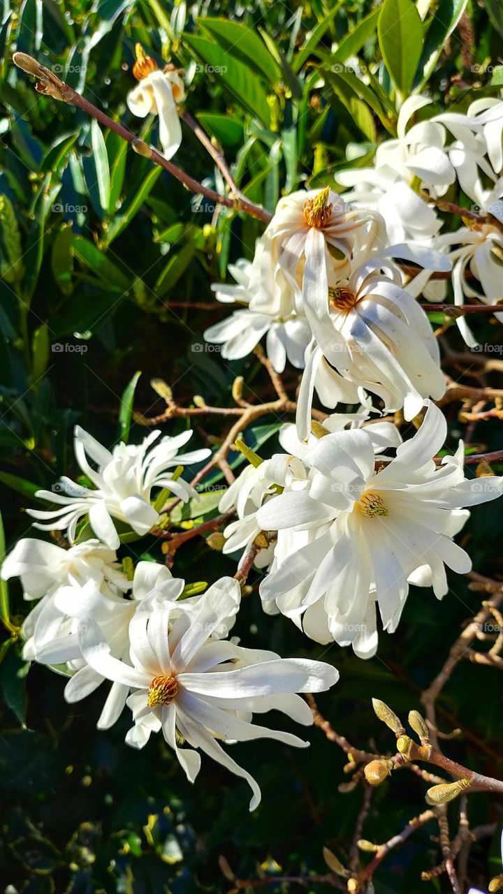 Star magnolia blossoms in the early spring