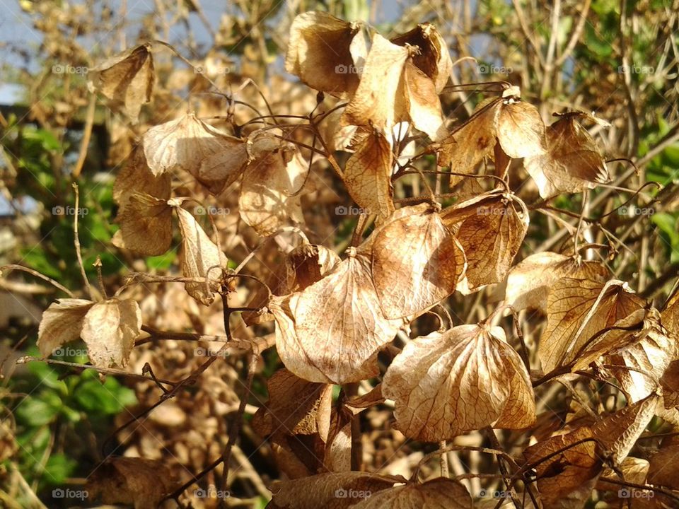 dead leaves