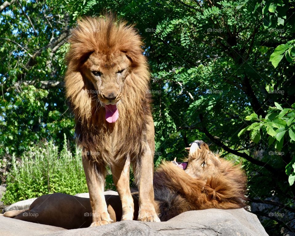 Lion brothers are just like human siblings. They're always doing their best to annoy the other! The older Lion finally woke the younger one up, just to stick his tongue out at him. Baby brother wasn't happy about it!