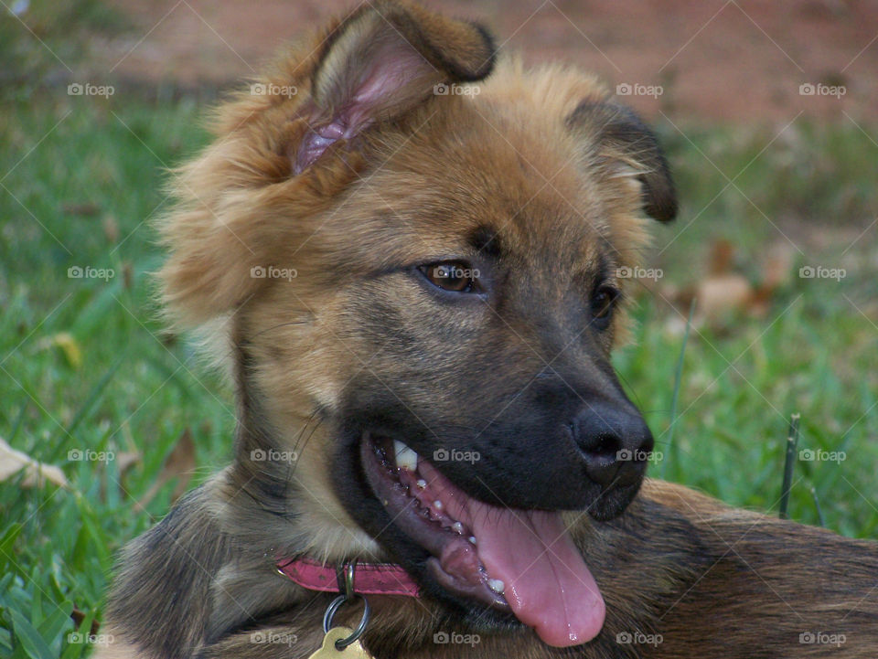 Happy German Shepherd puppy