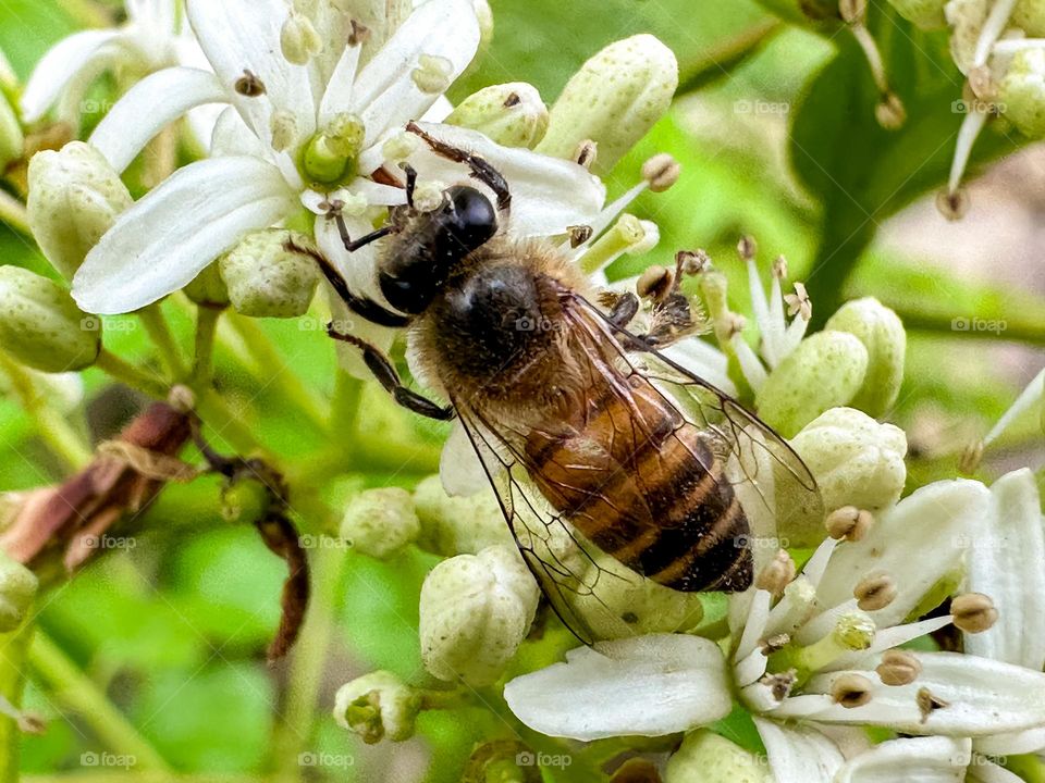 Closeup shot of bee 