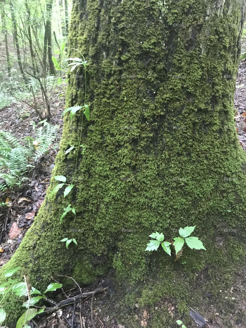 Nature - mossy covered tree