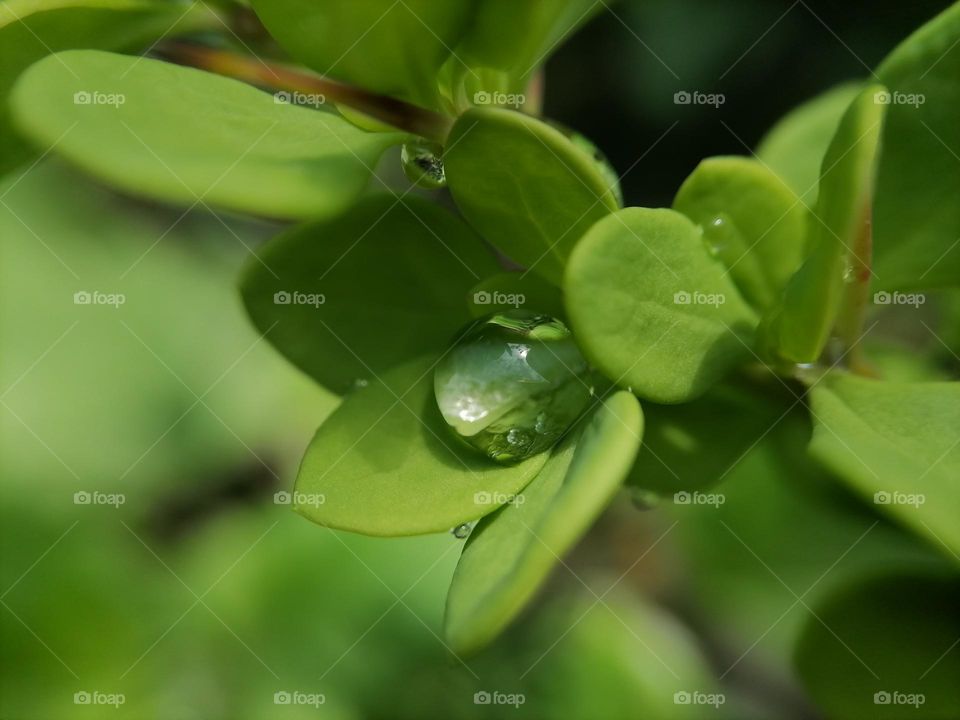 green leaves in the sun with a drop of dew