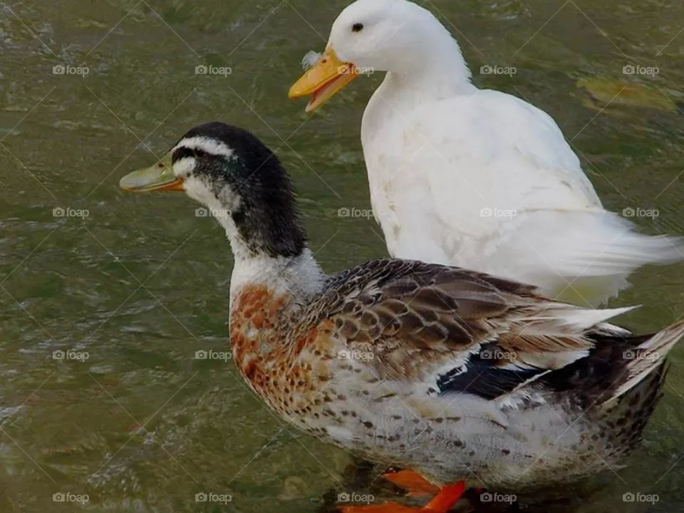 i love birds