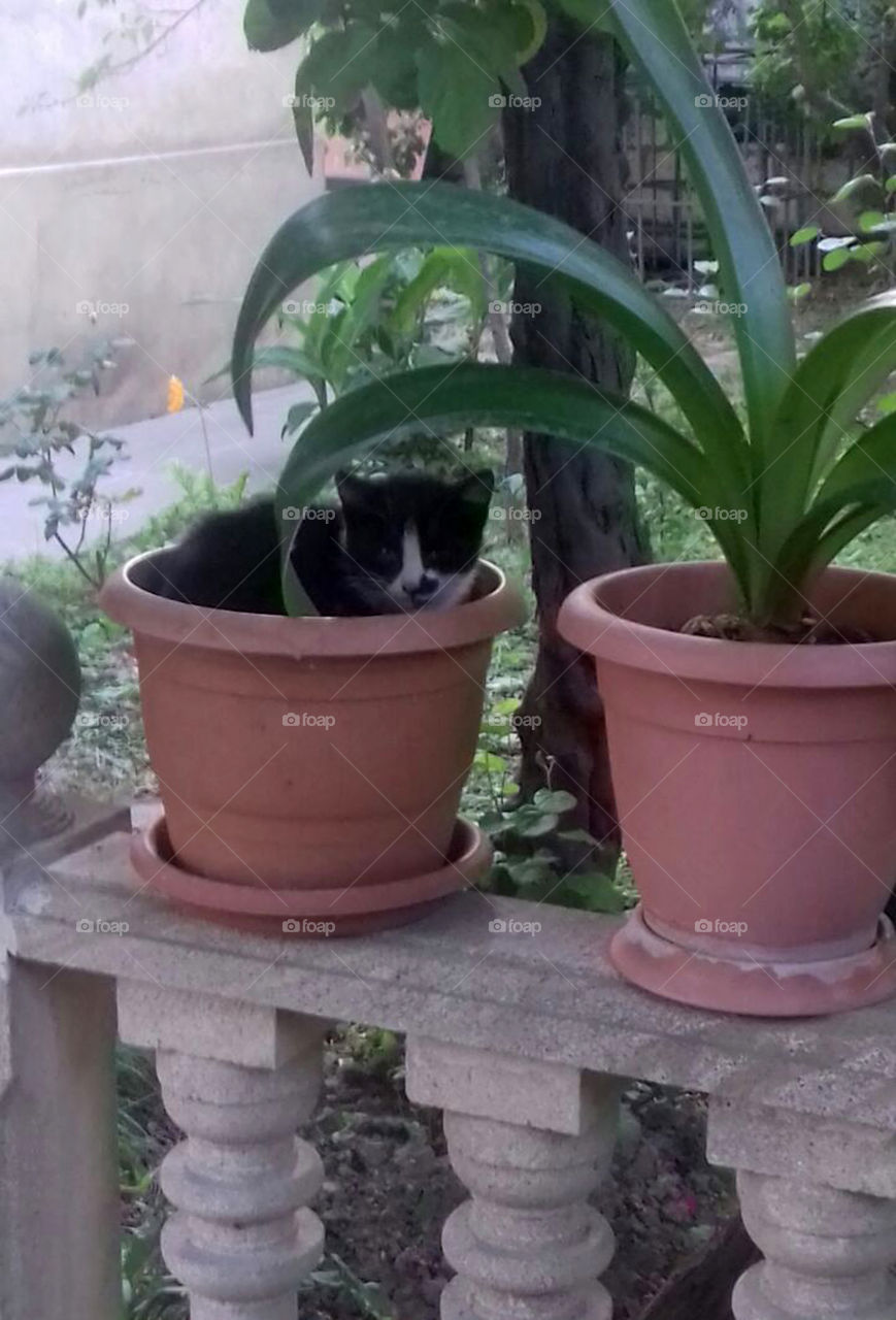 The kitten is sitting in the flower pot