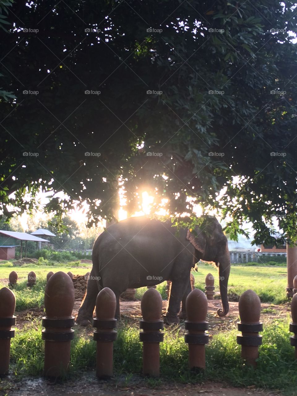 Elephant Thailand