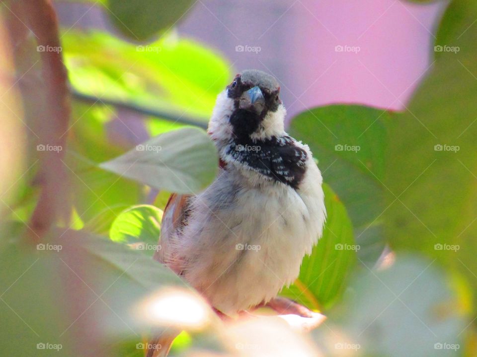 The house sparrow (Passer domesticus) is a bird of the sparrow family Passeridae, found in most parts of the world.