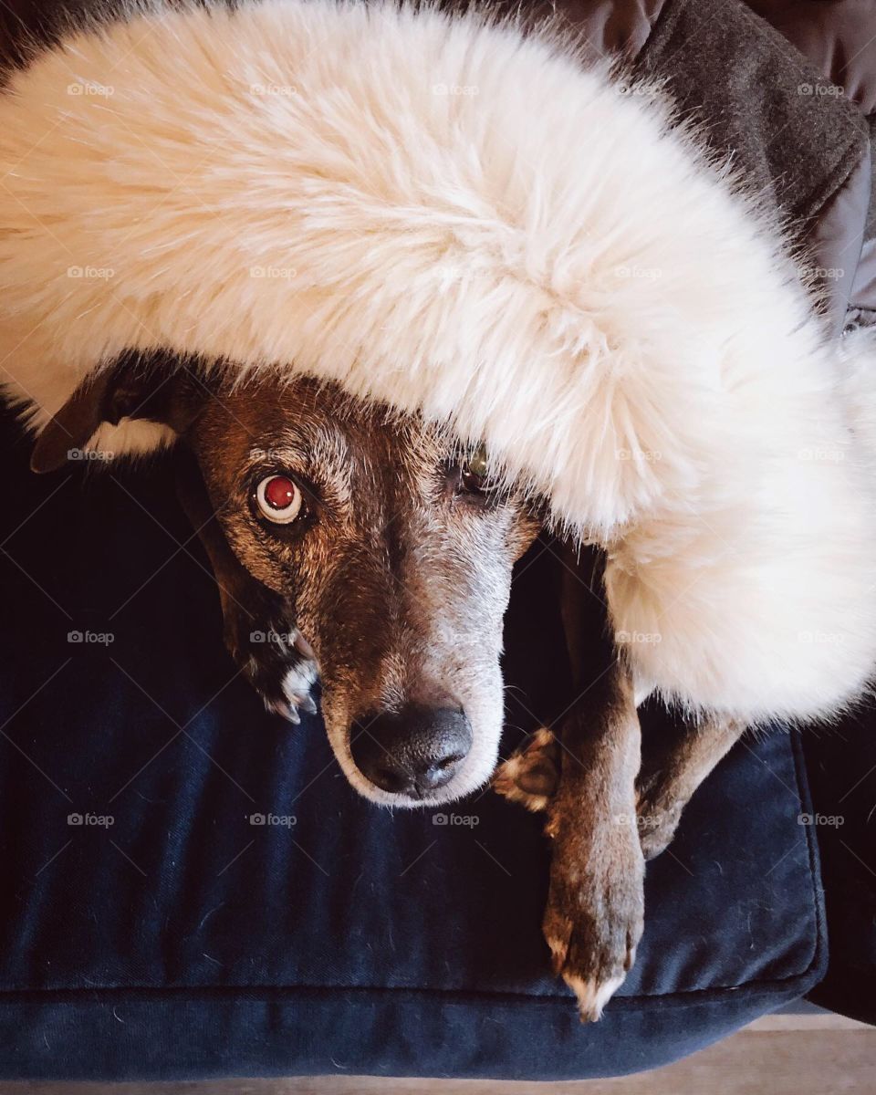 Luna and her winter hat!