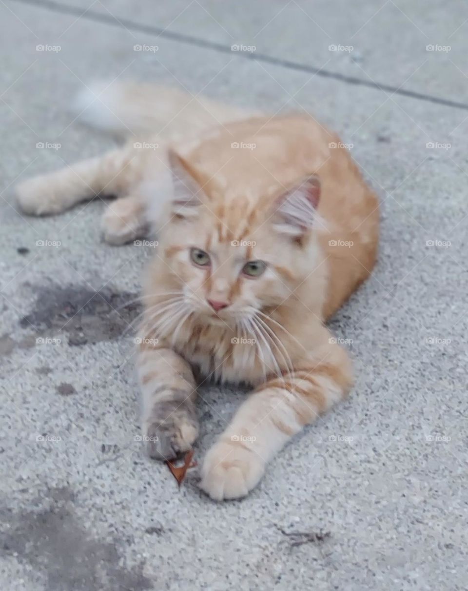 Cute orange tabby with gray paw