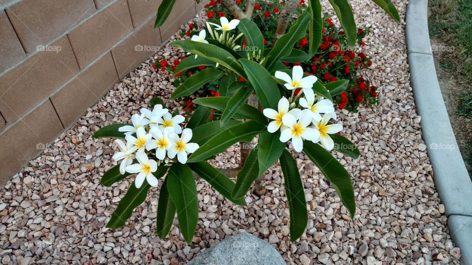 Flower, Nature, Leaf, Garden, Flora