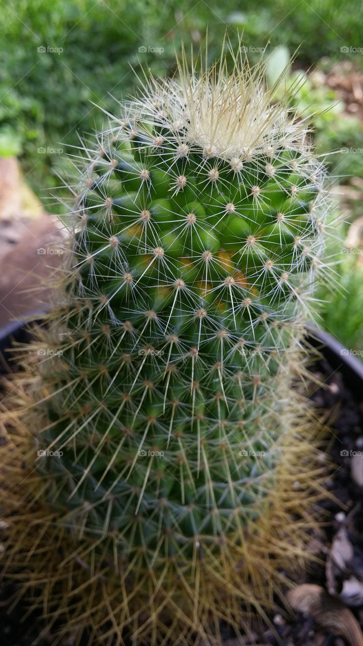 Cactus, Succulent, Sharp, Spine, Desert