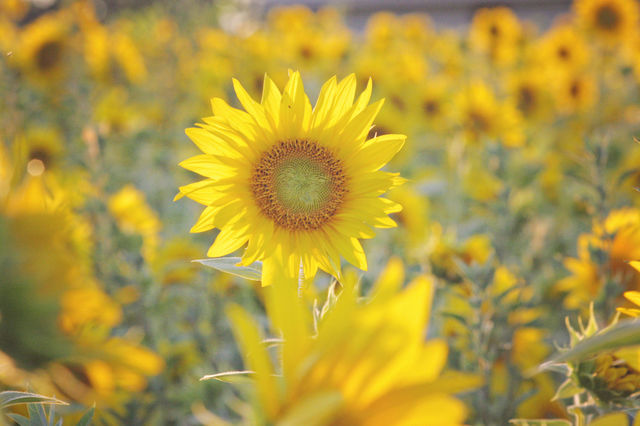 Sunflower field blossoming