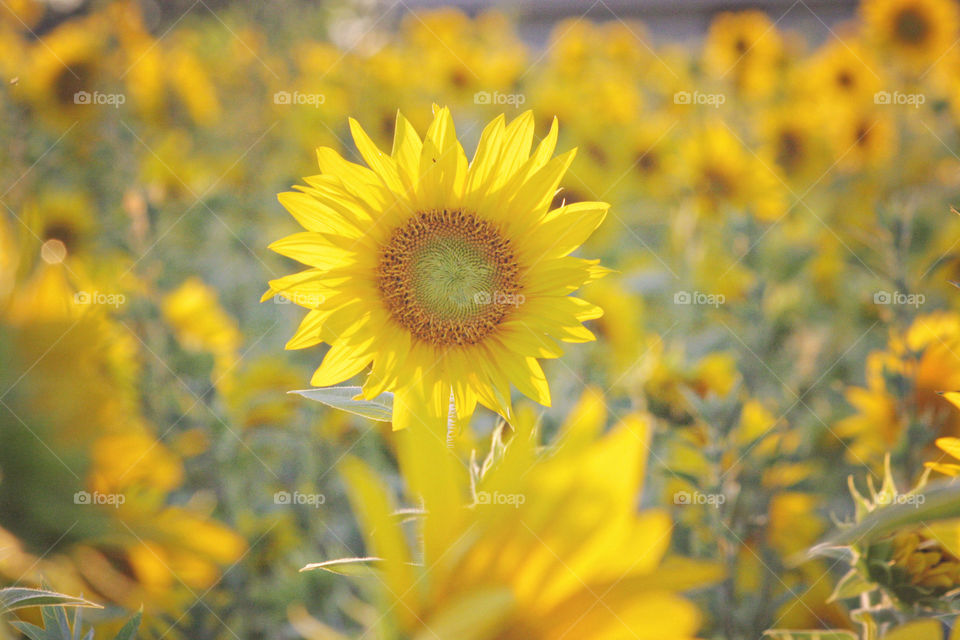 Sunflower field blossoming