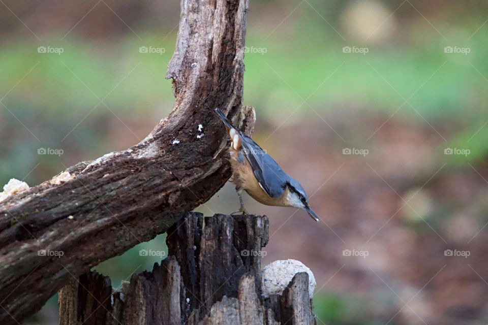 A close up of a nuthatch 