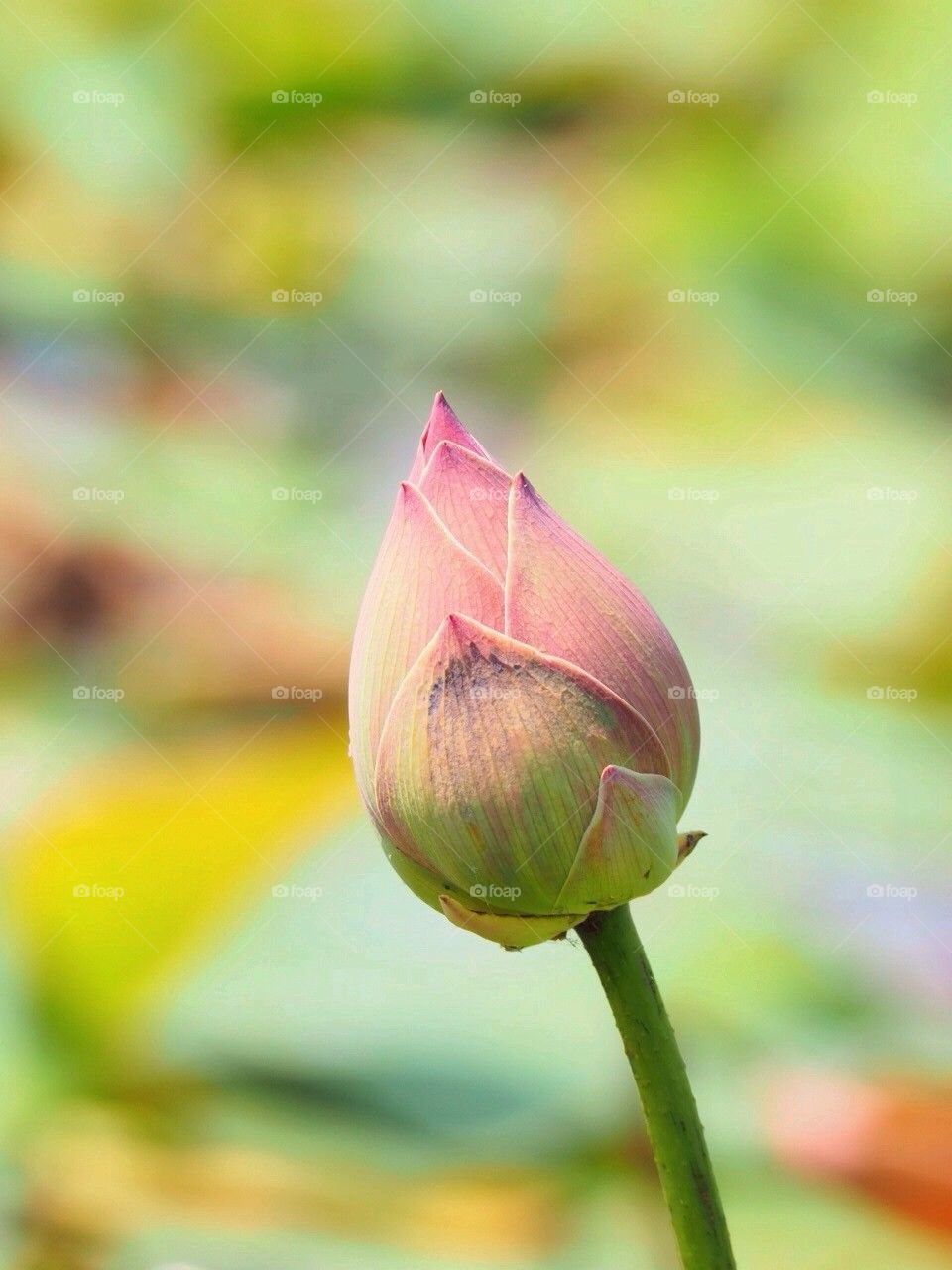 Lotus