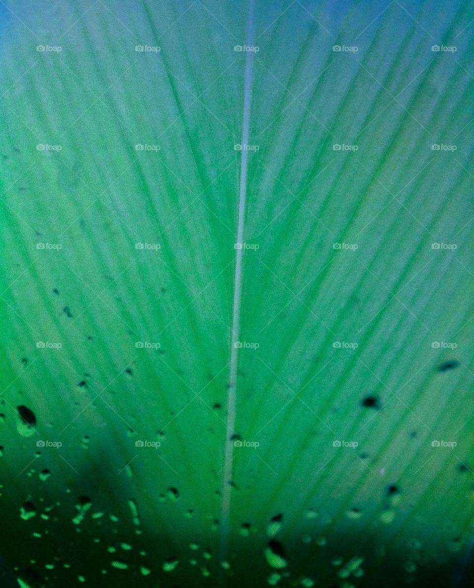 This is a edited image of a turmeric leaf . It's green in colour and there are some rain drops added from the editing. This can be use as a natural wallpaper. The lines of the leaf are so clear and this is very close capture of a turmeric leaf.