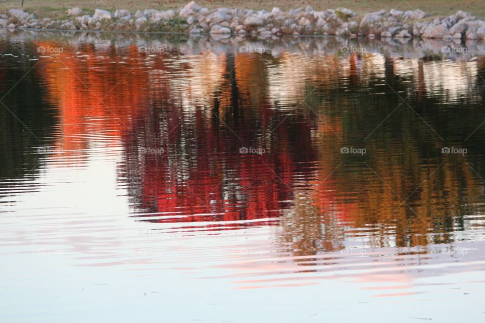 Fall Trees Reflection in pond