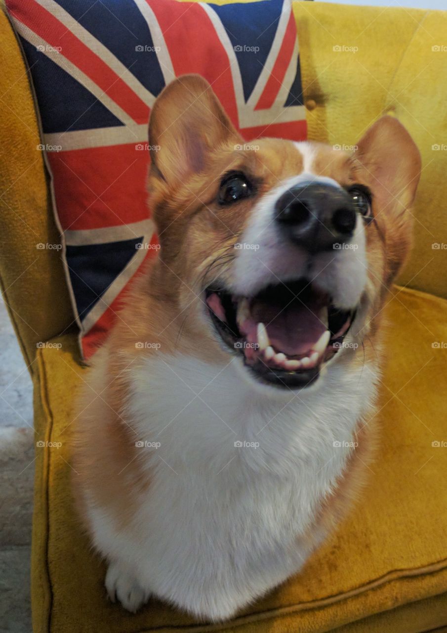 Welsh Corgi