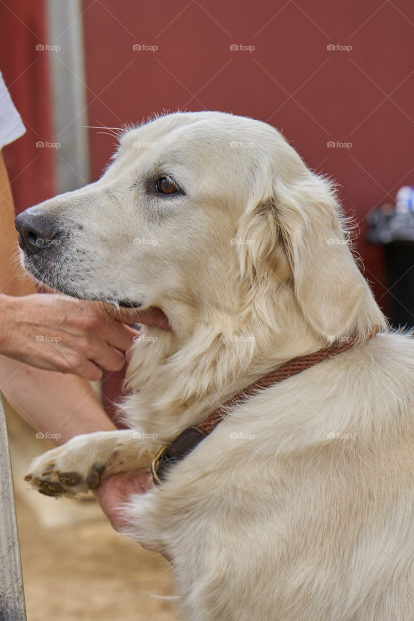 Golden Retriever portrait